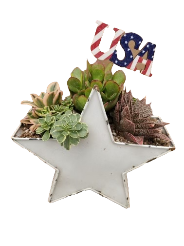 Urban Star Succulent Planter