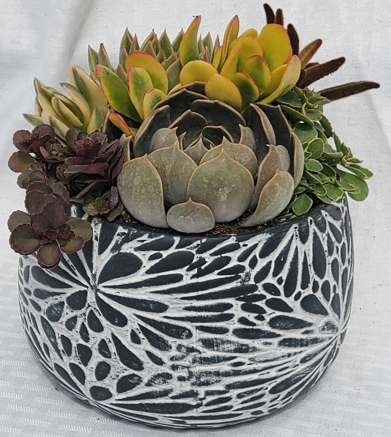 Black and White Flower Pot With Succulents