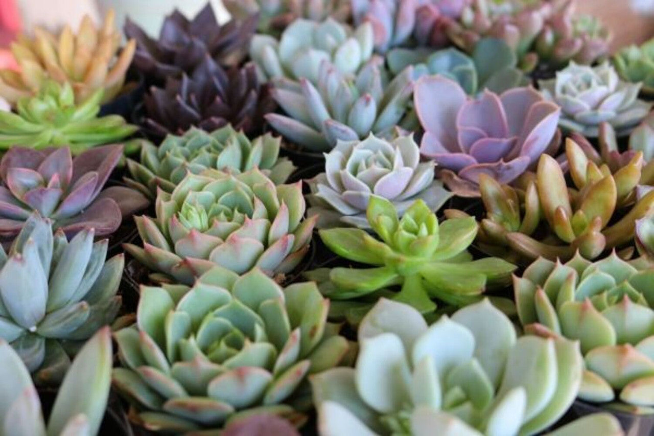 Succulent Assorted - 4 inch