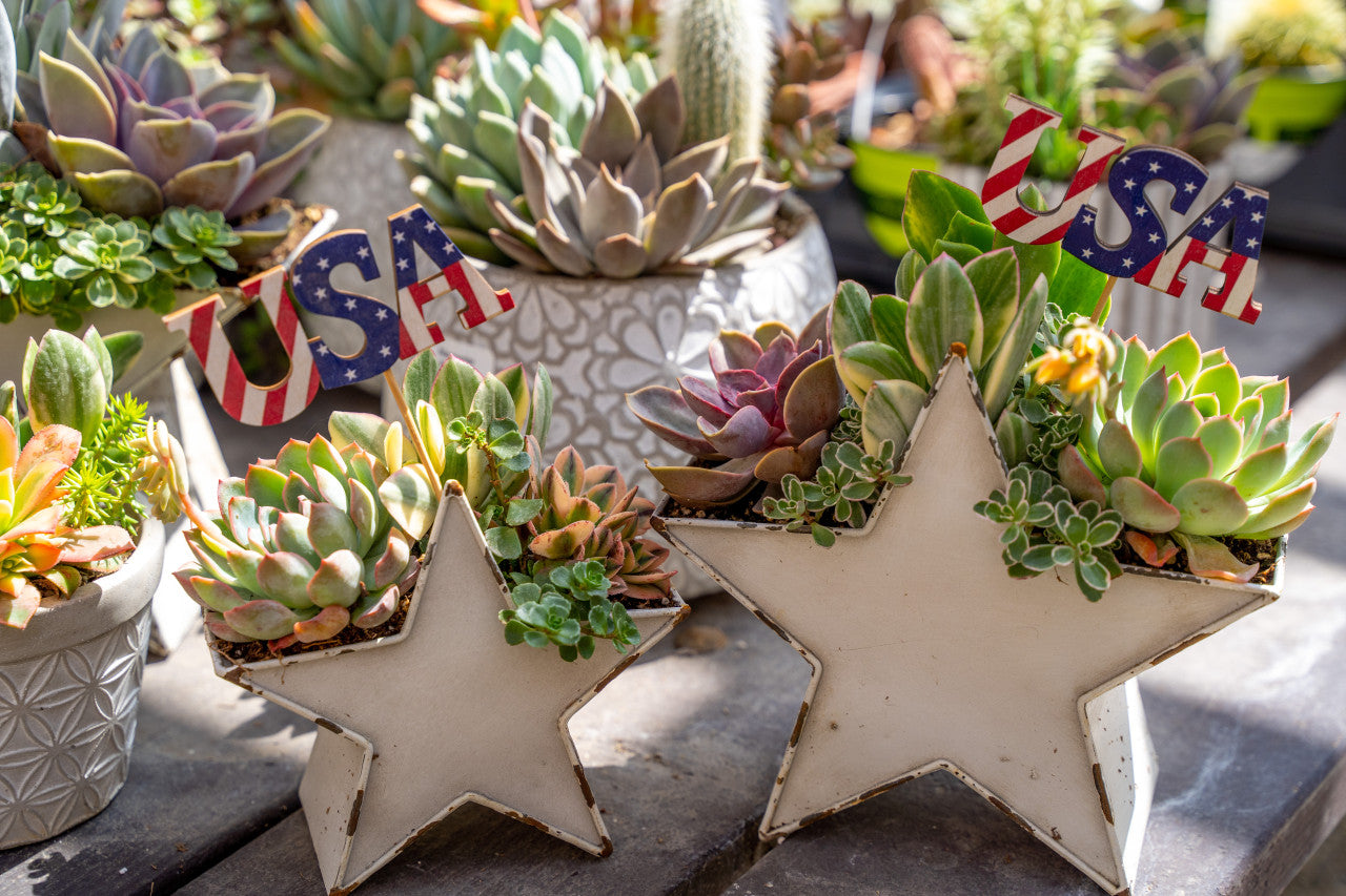 Urban Star Succulent Planter