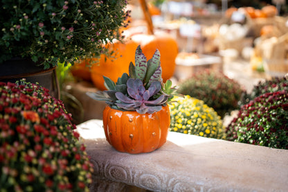 Pumpkin planter with Succulents 6"