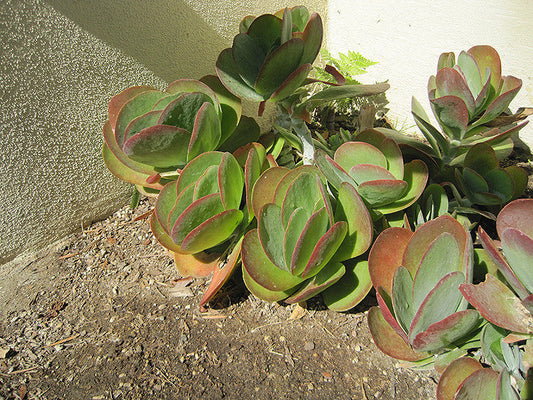 Flapjacks Kalanchoe