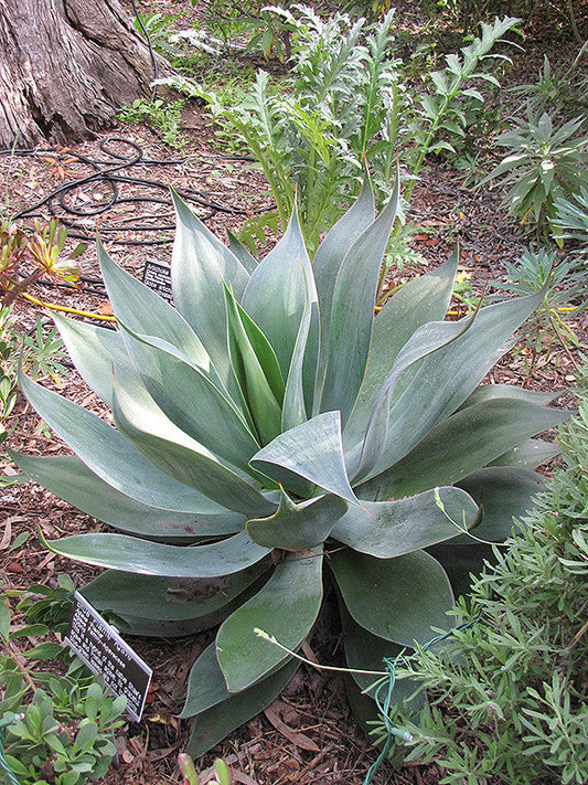 Blue Flame Agave