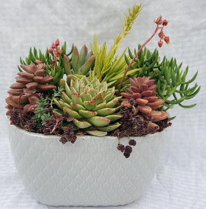 Grey Oval Tapered Succulent pot