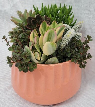 Imprint Succulent planter