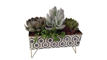 Hex Succulent Planter