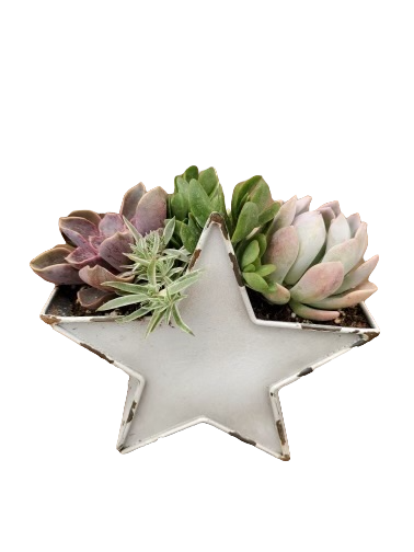 Urban Star Succulent Planter