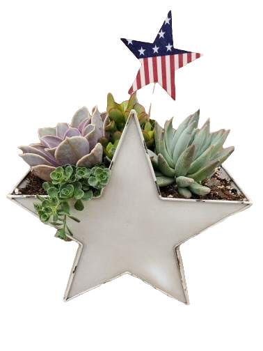 Urban Star Succulent Planter