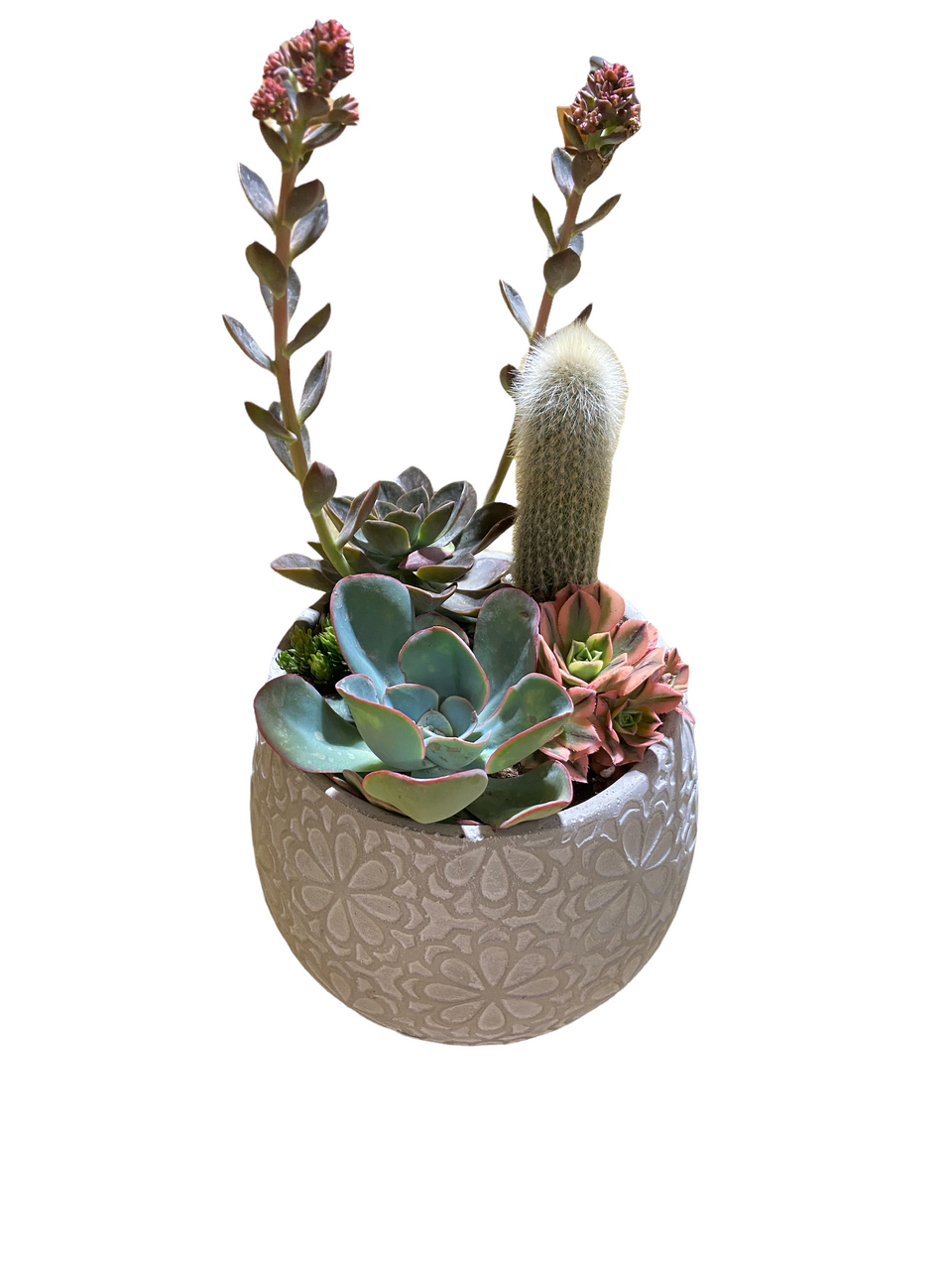 Marguerite Succulent Planter