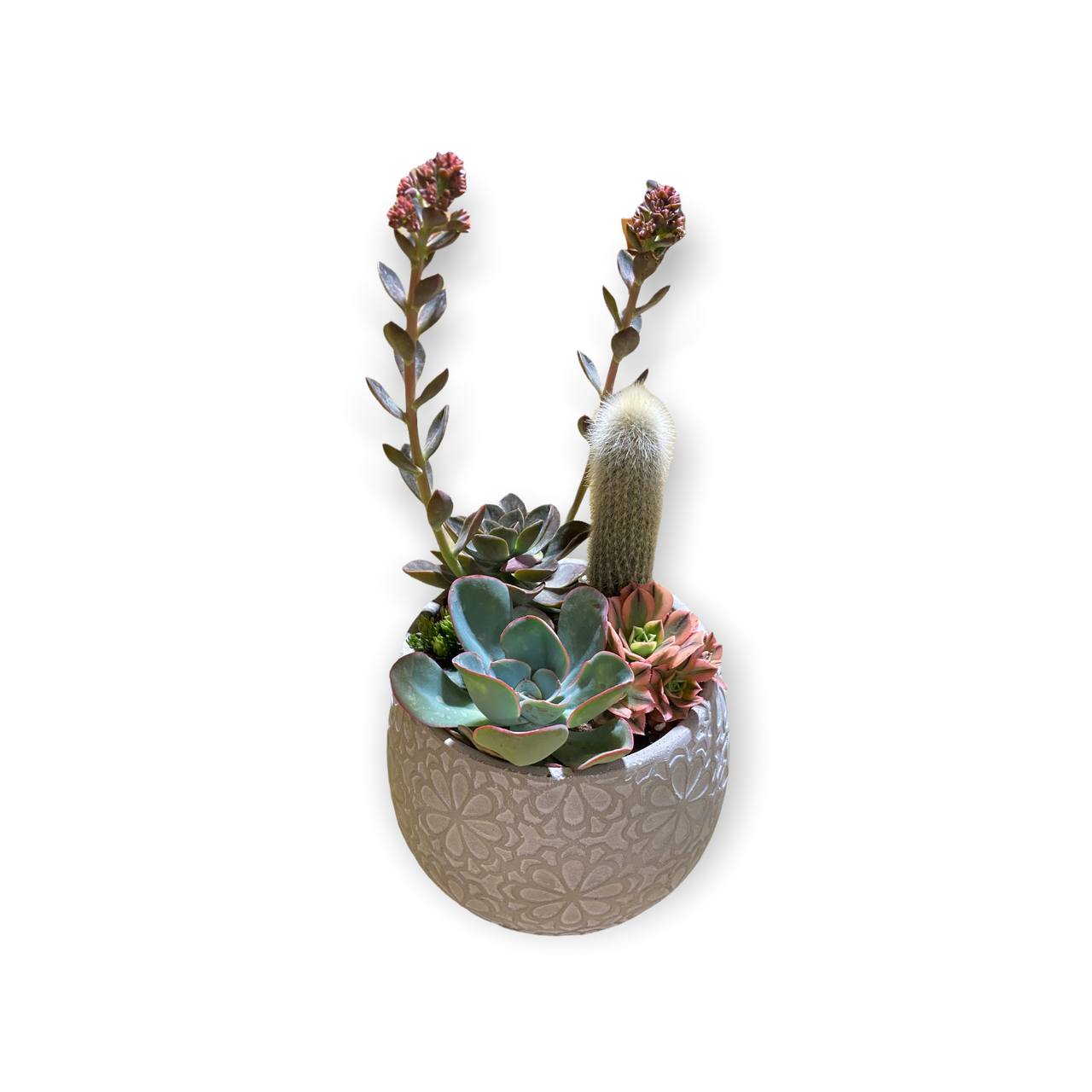 Marguerite Succulent Planter