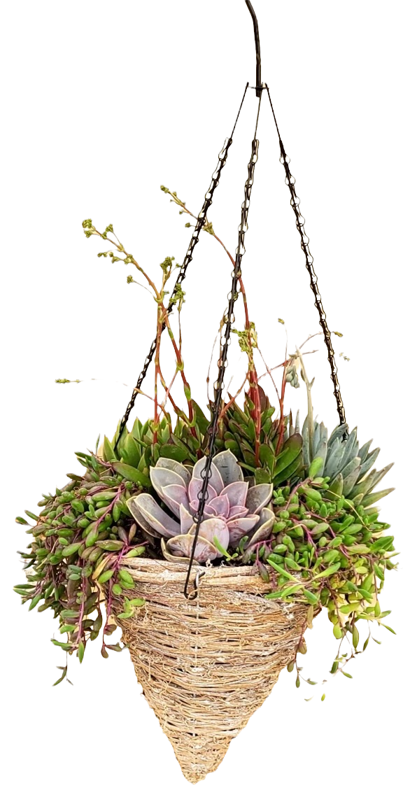 Grapevine Cone Succulent Planter - 12 inch