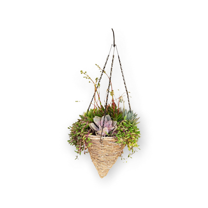 Grapevine Cone Succulent Planter - 12 inch