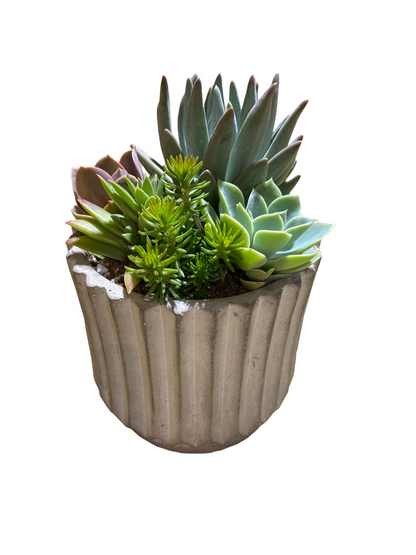 Empire Succulent Planter