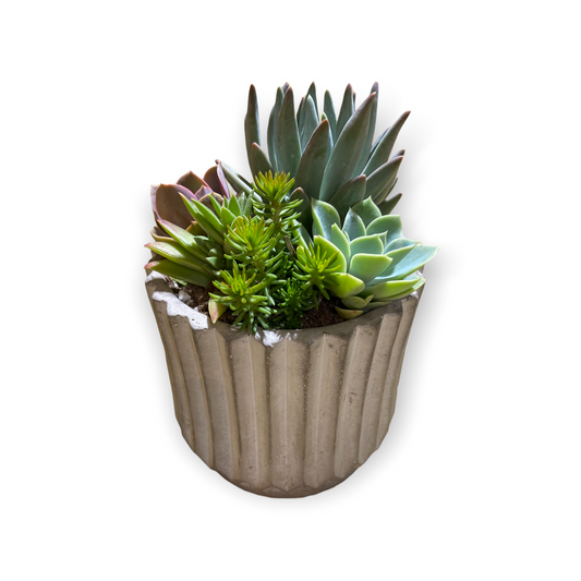 Empire Succulent Planter