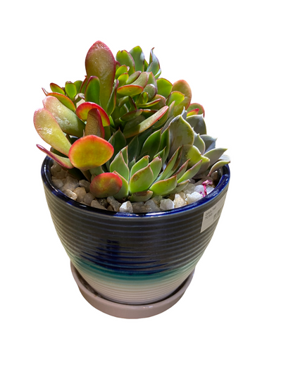 Succulent Garden Pot