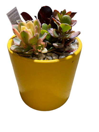 Succulent Garden Pot