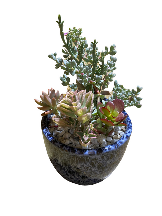 Succulent Garden Pot