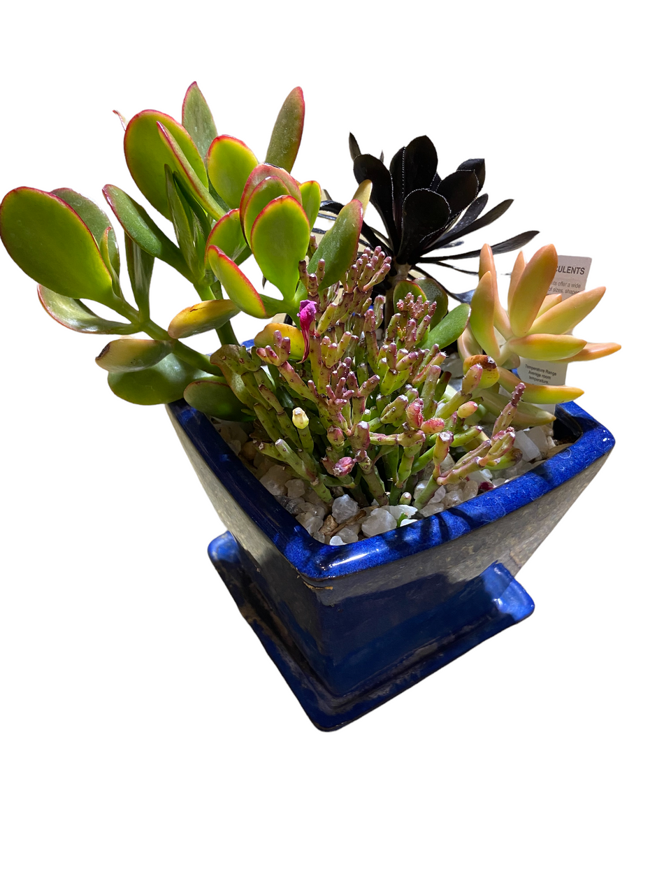 Succulent Garden Pot