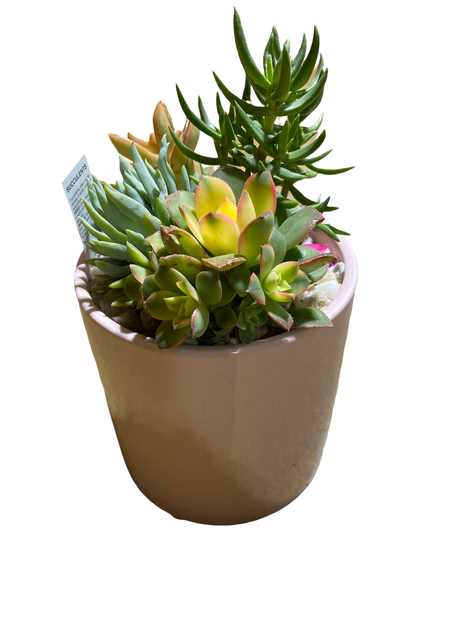 Succulent Garden Pot