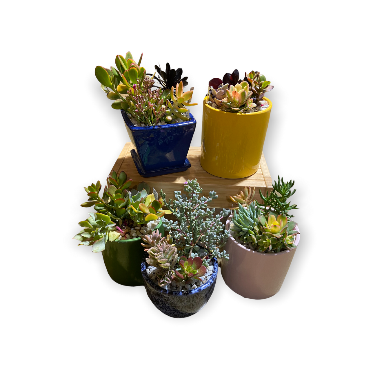 Succulent Garden Pot