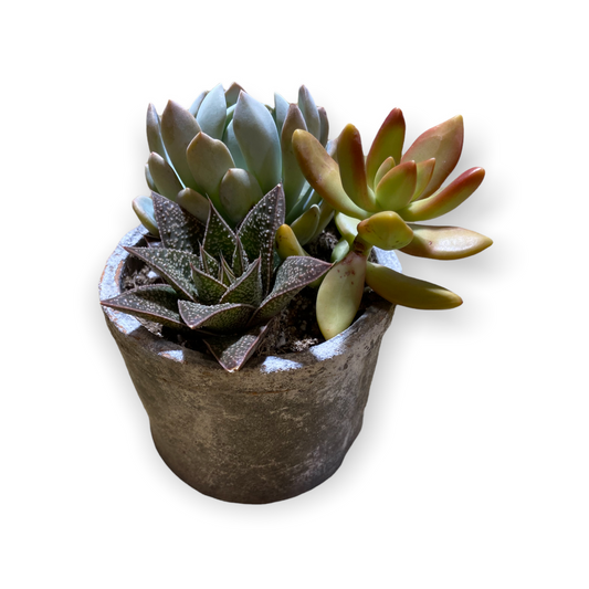 Bexley Grey Farm Succulent Pot