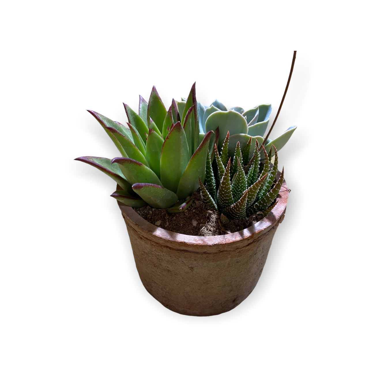 Bexley Grey Farm Succulent Pot