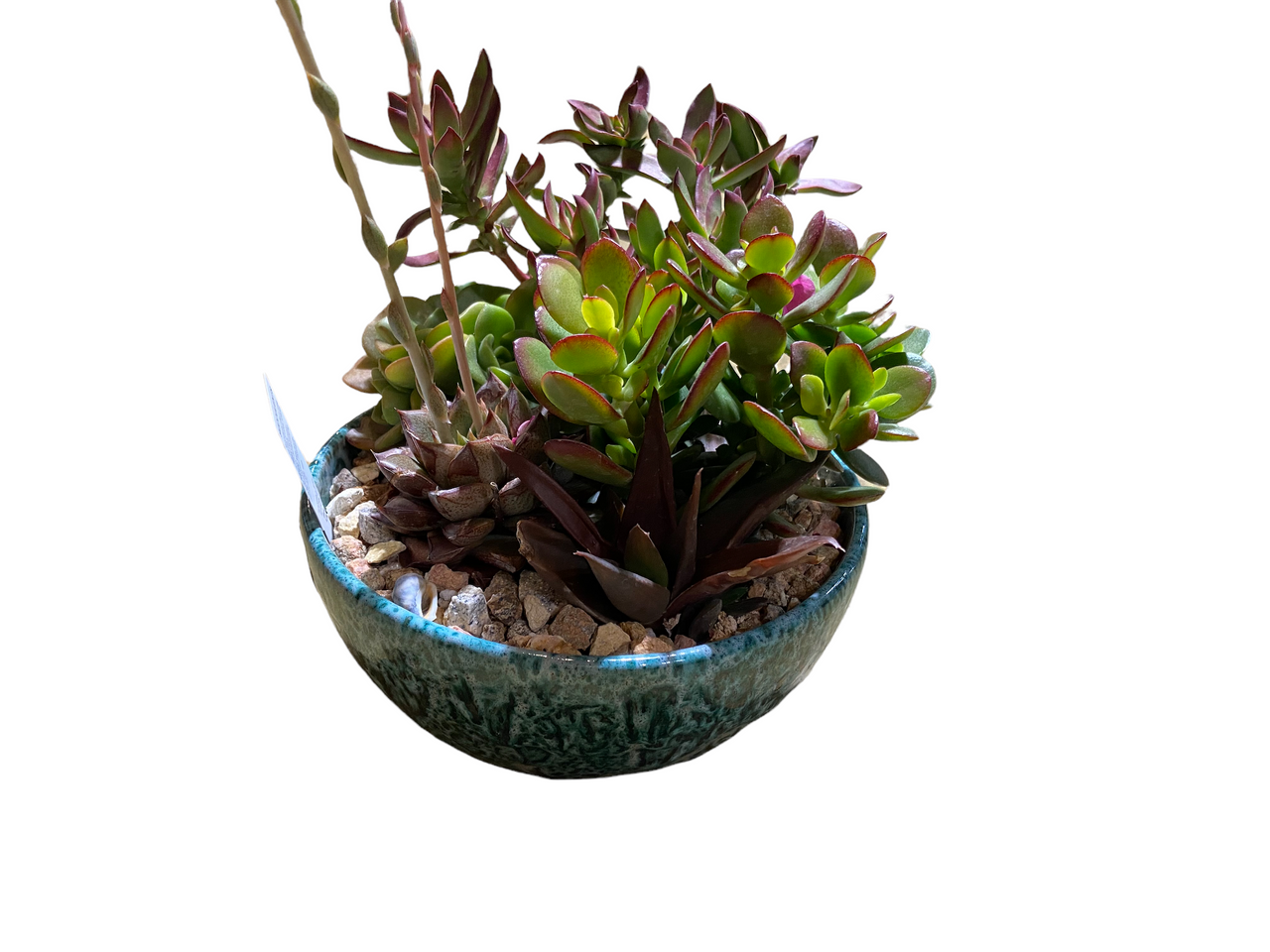 Low Bowl Succulent Garden