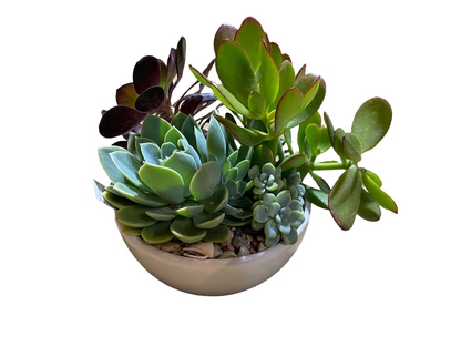 Low Bowl Succulent Garden