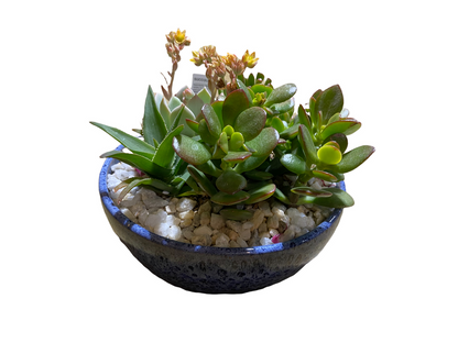 Low Bowl Succulent Garden