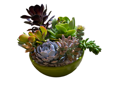 Low Bowl Succulent Garden