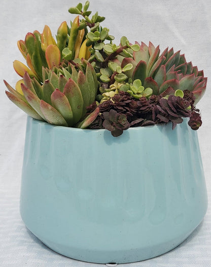 Imprint Soft Blue Succulent Planter