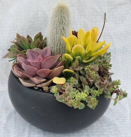 Black Low Succulent Bowl