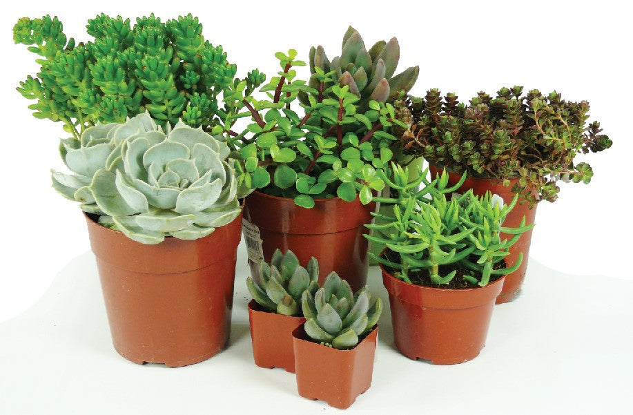 Succulent Assorted - 4 inch