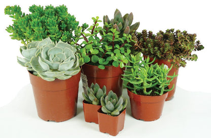 Succulent Assorted - 2 inch