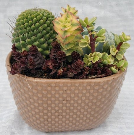 Brown Oval Tapered Pot With Succulents