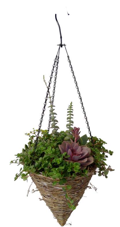 Grapevine Cone Succulent Planter - 12 inch