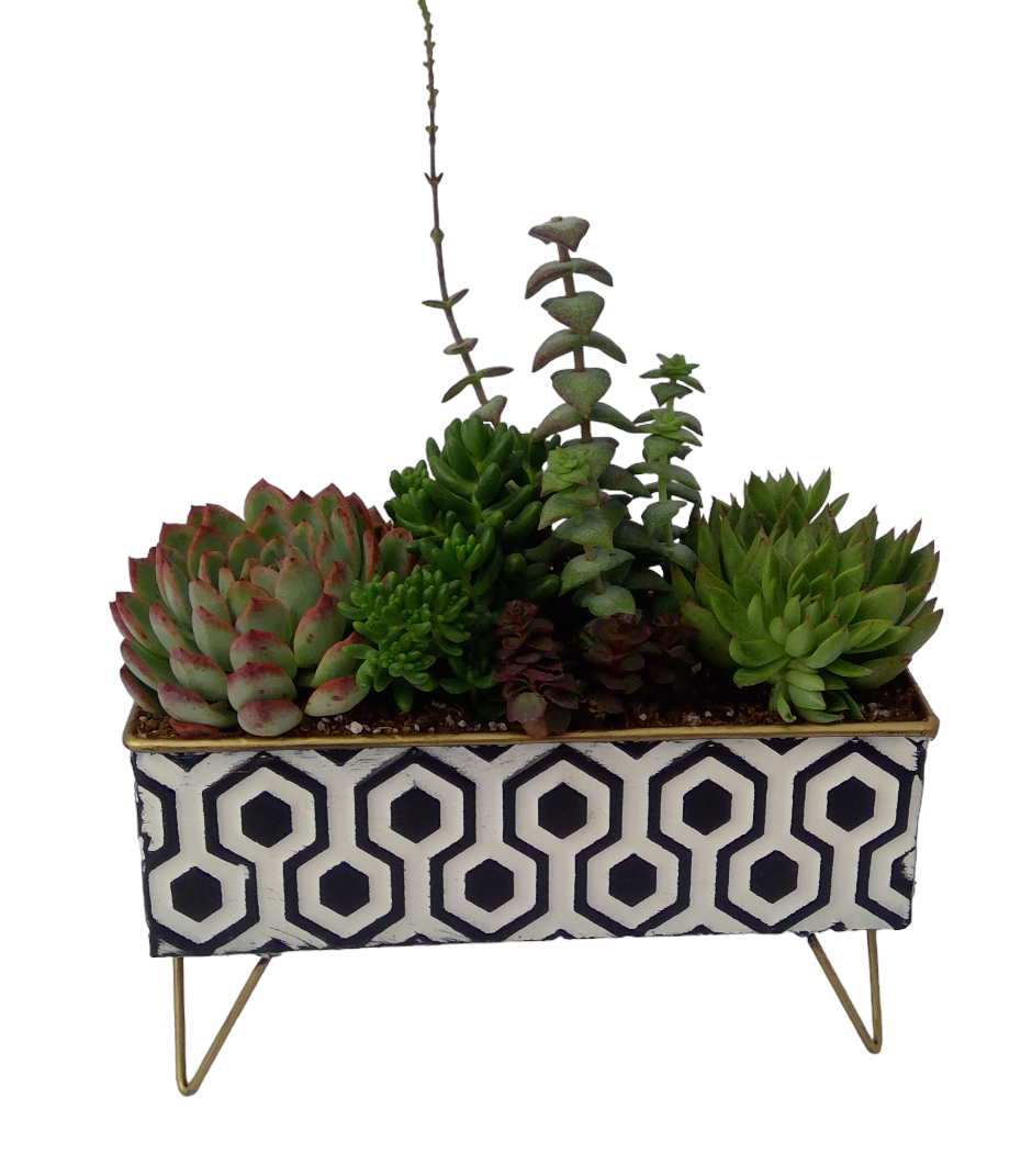 Hex Succulent Planter