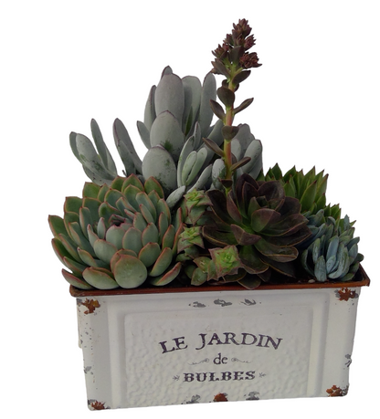 Le Jardin Succulent Planter