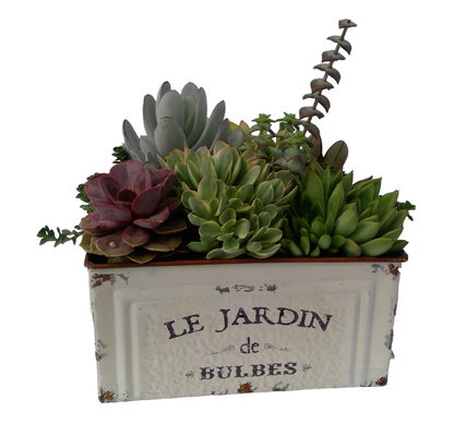 Le Jardin Succulent Planter