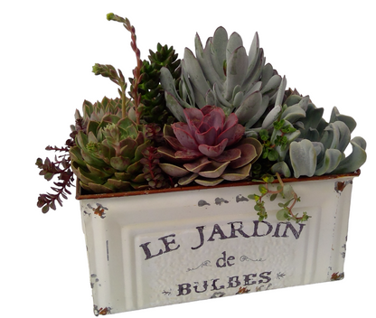 Le Jardin Succulent Planter