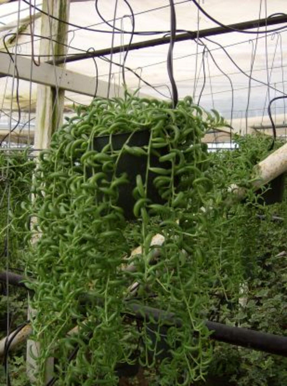 Senecio String of Bananas