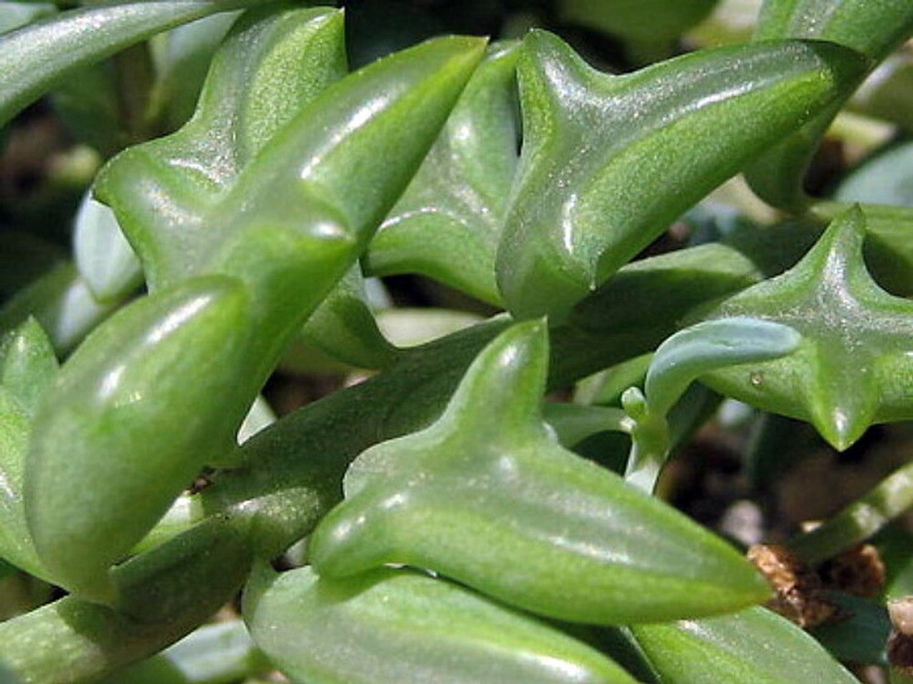 Senecio String of Dolphins