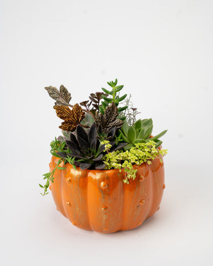 Pumpkin planter with Succulents 6"