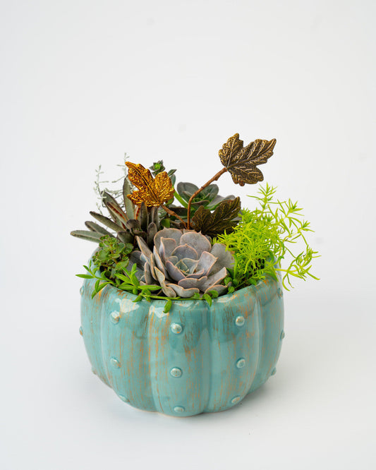 Pumpkin planter with Succulents 6"