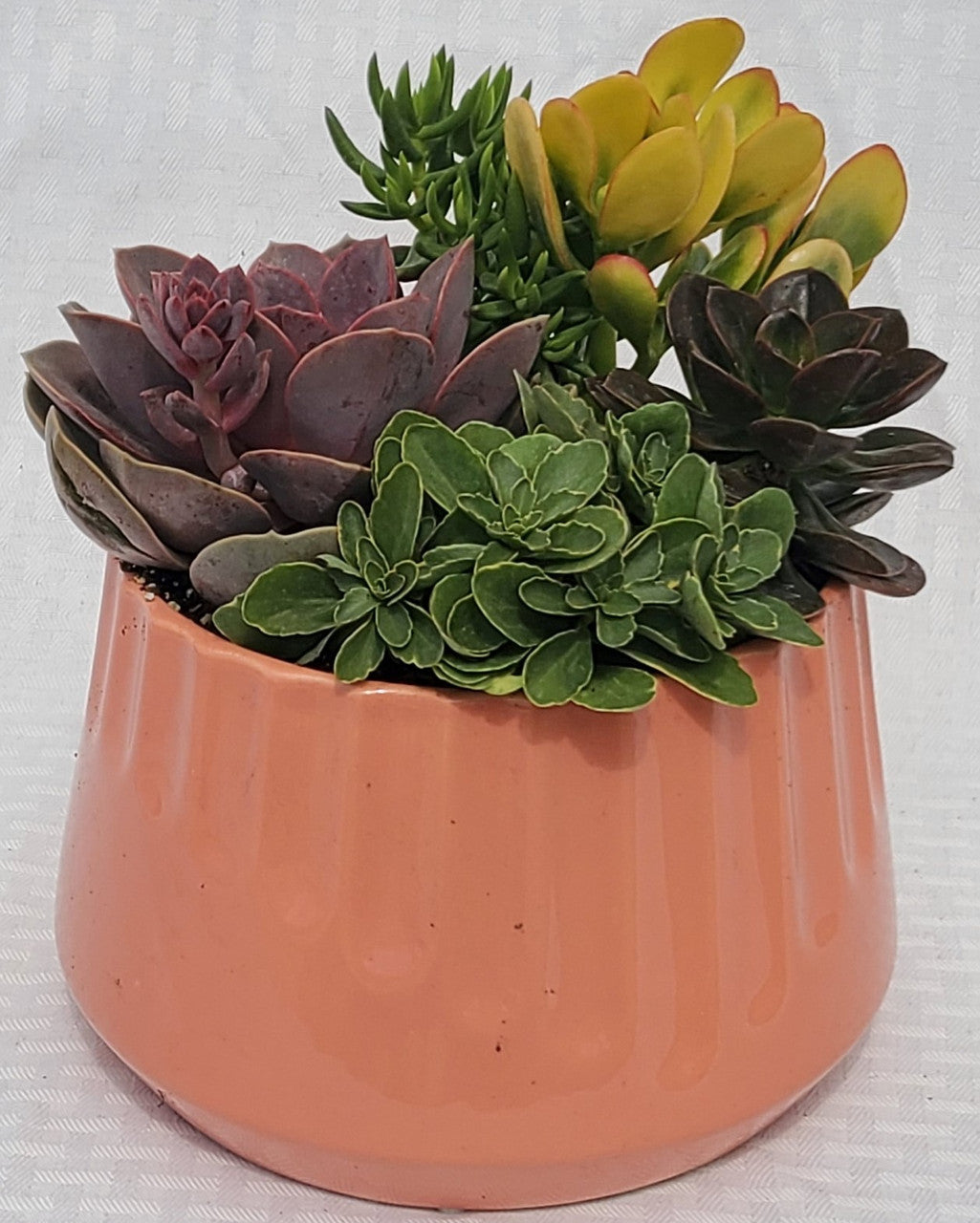 Imprint Succulent planter