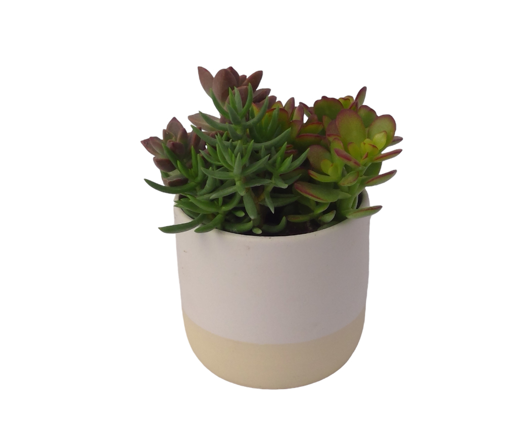 White Earth-Tone Succulent Planter