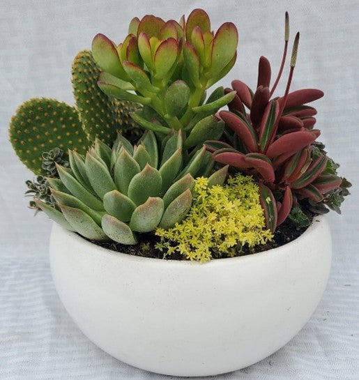 White Low Bowl With Succulents